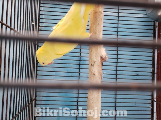 Indian ringneck yellow